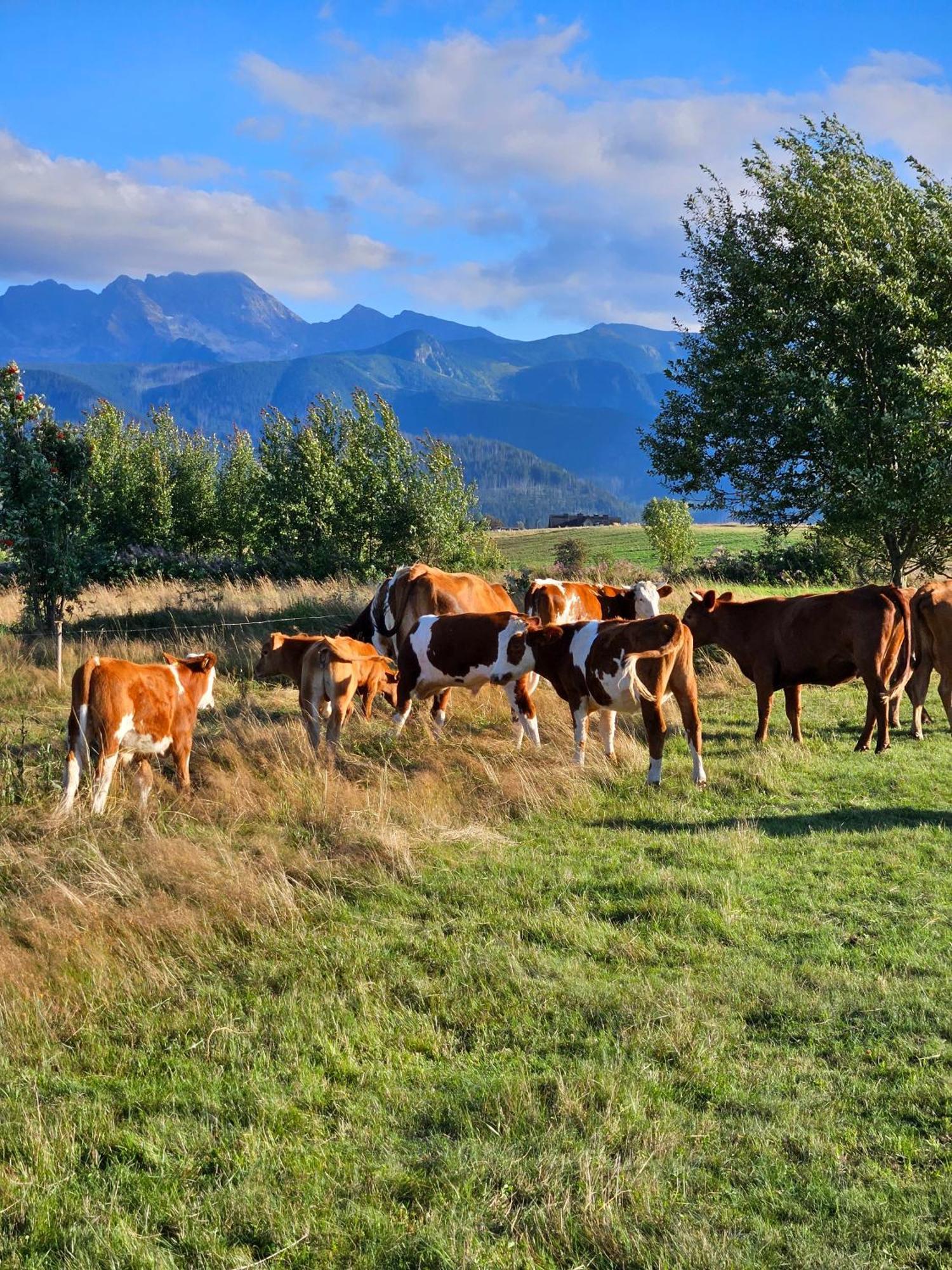 Goralska Chatka 2 Highland Cottage - Split Ac, Jacuzzi, Sauna, Private Parking, Mountains View, Garden, Zakopane Luaran gambar